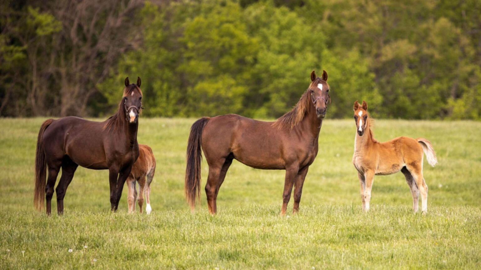 cai de tractiune furati in franta si adusi in romania 68f8d83e6b657