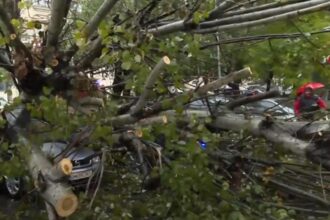 copac cazut peste mai multe masini in bucuresti dauna totala video 68e609e50ffca