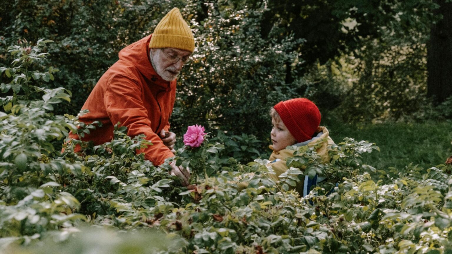 de ce nu trebuie fertilizati trandafirii toamna ce se intampla in caz contrar si cum trebuie ingrijiti in mod corect inainte de venirea iernii 68e898062b274