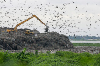 foto trei din cinci specii de pasari sunt in declin focile arctice aproape de disparitie criza biodiversitatii se adanceste 68ed24f20fb92