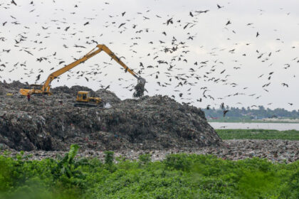 foto trei din cinci specii de pasari sunt in declin focile arctice aproape de disparitie criza biodiversitatii se adanceste 68ed24f20fb92
