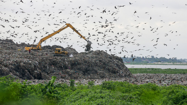 foto trei din cinci specii de pasari sunt in declin focile arctice aproape de disparitie criza biodiversitatii se adanceste 68ed24f20fb92