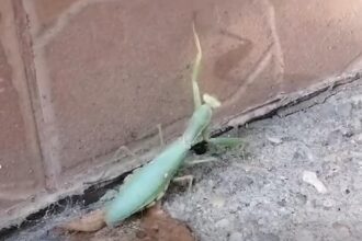 insectele care se strecoara in case in aceasta perioada specialistii ne recomanda sa le lasam in pace sunt cel mai bun insecticid natural 68e3f4c3028da