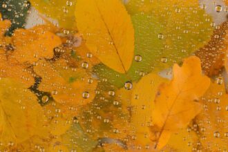 octombrie atipic vreme mohorata si temperaturi scazute pana la final de luna unde va continua sa ploua 68e4ceda4a787