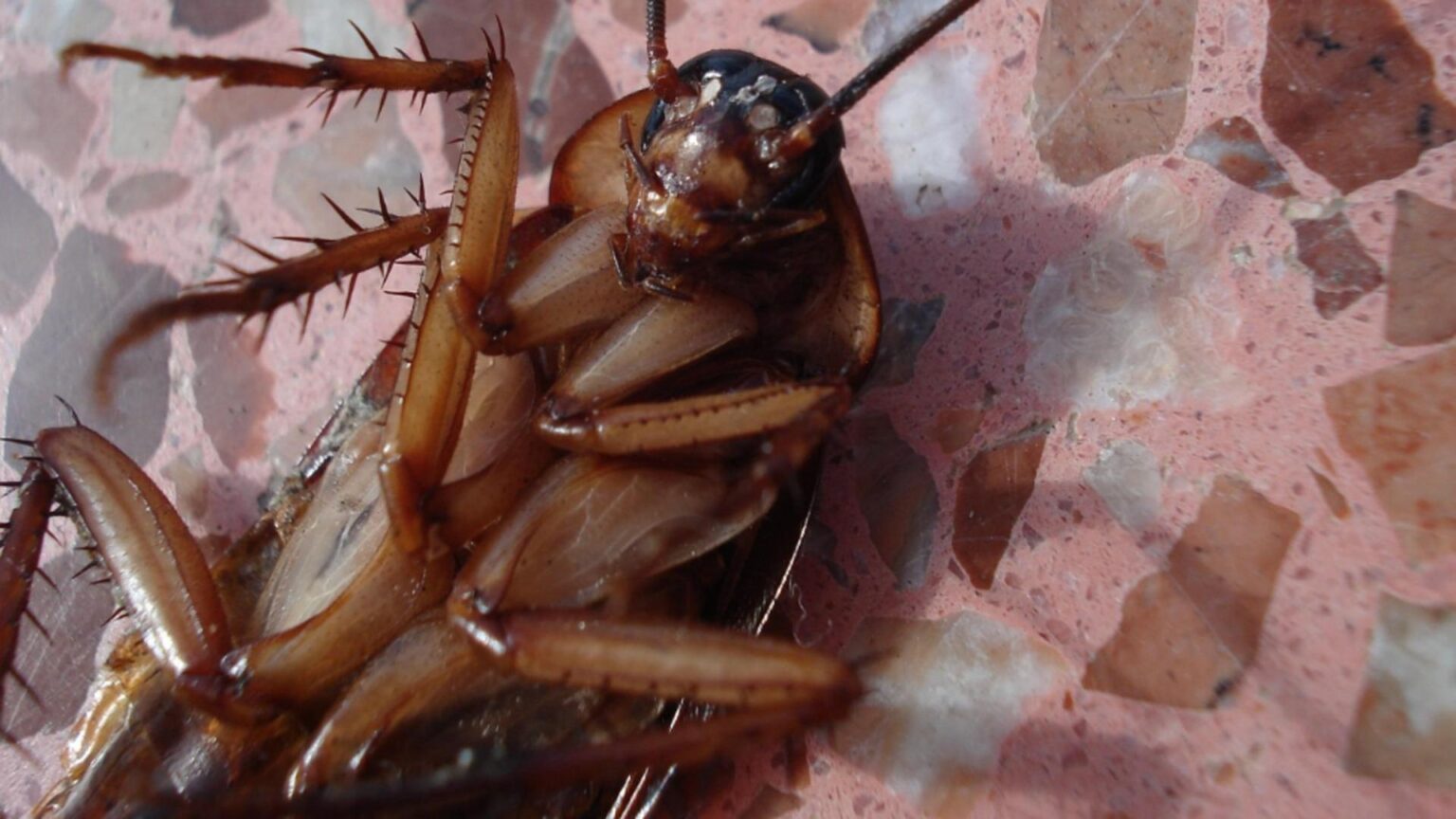 tragedie in coreea de sud un bloc intreg a fost cuprins de flacari dupa ce o femeie a incercat sa omoare un gandac 68ffc66d99886