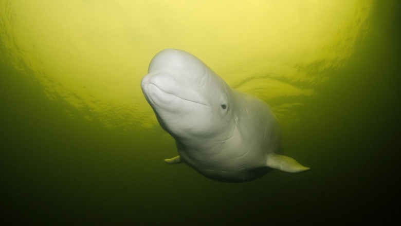 un parc acvatic din canada ameninta ca va eutanasia 30 de belugi dupa ce guvernul a refuzat cererea de a le trimite in china 68eac8402c1b2