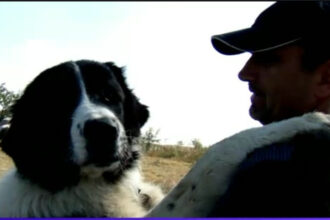 video caini de lucru din romania la cautare in italia ciobanescul mioritic si cel de bucovina printre cei mai aprigi strajeri ai stanelor 68fafa7187b5b