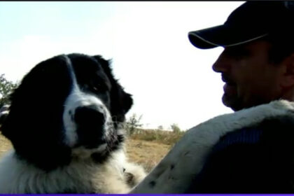 video caini de lucru din romania la cautare in italia ciobanescul mioritic si cel de bucovina printre cei mai aprigi strajeri ai stanelor 68fafa7187b5b