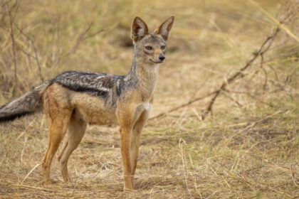 video ne e frica cosmarul trait de mii de oameni din satele terorizate de sacali animalele s au inmultit alarmant in ultimii 5 ani 68f783258d7af