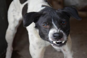 batrana de 82 de ani sfasiata de caini in judetul vaslui femeia se intorcea de la biserica reactia halucinanta a primarului localitatii 6923eada39a04
