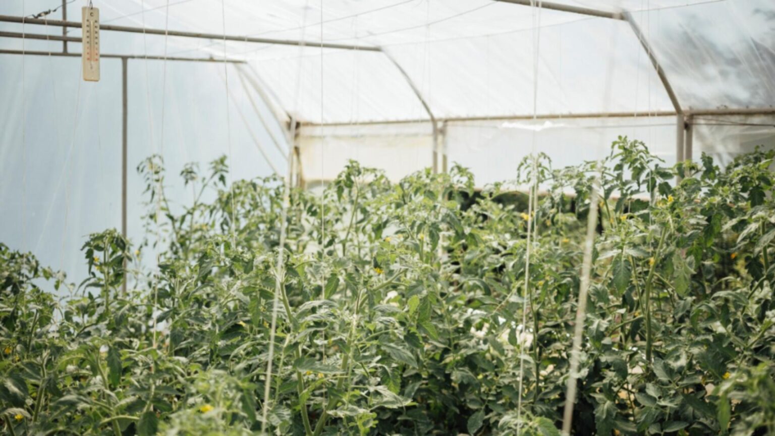 bolojan incepe vanatoarea de ciocoi din agricultura ce taxe le pune guvernul micilor fermieri 6921c1009d977