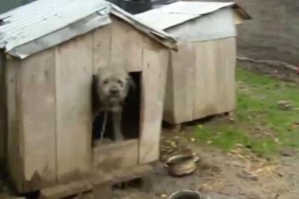 bolojan vine cu o noua bomba guvernul pune taxa pe orice vom plati inclusiv pentru cusca animalelor nu mai latra ca ti ia cusca 6928746028701