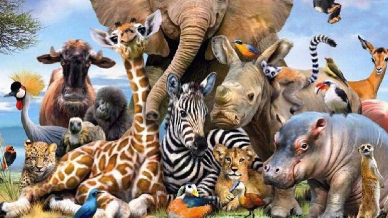 cea mai periculoasa vietuitoare de pe planeta pare fragila dar provoaca sute de mii de morti anual 6921fb9fb349b