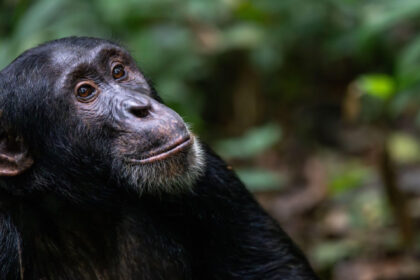 cimpanzeii gandesc ca oamenii renunta la convingerile vechi atunci cand apar dovezi noi care le schimba parerea 690792155a8ae