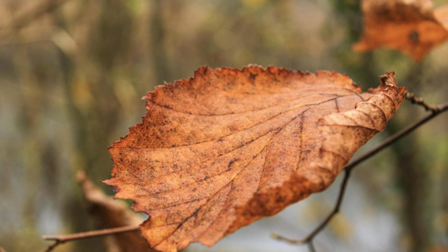 cum va fi vremea in intervalul 24 30 noiembrie 2025 temperaturi in usoara crestere 6924038093208