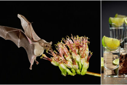 fara lilieci tequila ar disparea cum salveaza animalele bautura nationala a mexicului 690adb61bd100