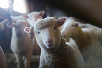 iarna scumpirilor loveste fermele crescatorii de animale se confrunta cu scumpiri in lant 6927e799161ae