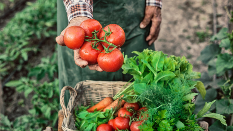 ministerul agriculturii a finalizat platile catre producatorii din sere si solarii 300 de milioane de lei pentru legumele romanesti 69268b51c85b2