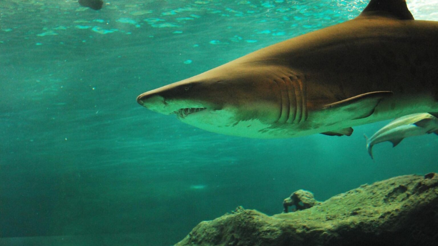 o tanara de 20 de ani a murit dupa ce a fost muscata de rechin partenerul ei lupta pentru viata 6929ff6cf0b23