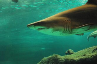 o tanara de 20 de ani a murit dupa ce a fost muscata de rechin partenerul ei lupta pentru viata 6929ff6cf0b23