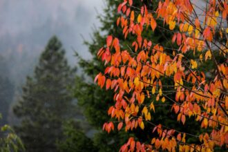 schimbare brusca a vremii de la mijlocul saptamanii dupa zile calde urmeaza o racire severa prognoza pe urmatoarele doua saptamani 692451ef57460