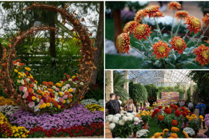 video gradina botanica din romania unde carmen simona sau andra sunt soiuri de crizanteme colectia numara peste 450 de tipuri 691566735d386