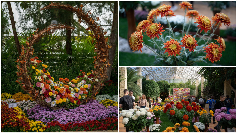 video gradina botanica din romania unde carmen simona sau andra sunt soiuri de crizanteme colectia numara peste 450 de tipuri 691566735d386