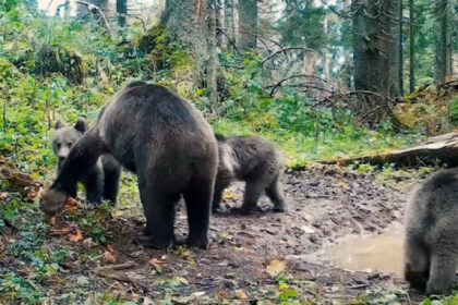video imagini cu o ursoaica si trei pui in parcul natural apuseni inregistrate de romsilva 690f2a3f55dda