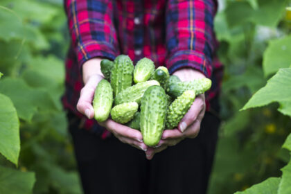 video paradox romanesc ultimele legume autohtone din 2025 pleaca spre export in timp ce pietele sunt pline acum de produse de import 691117936e5a2