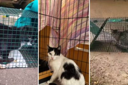 video povestile animalutelor salvate dupa explozia din rahova peste 30 de suflete au fost recuperate de voluntari printr o metoda inedita 6905957bd4f06