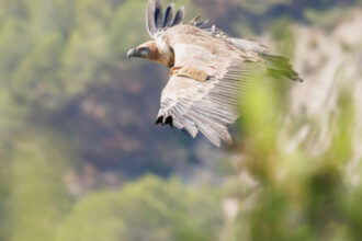 vulturul sur disparut de peste jumatate de secol in romania va fi readus in muntii fagaras 69181c16bf703