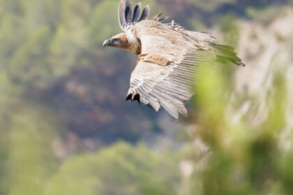 vulturul sur disparut de peste jumatate de secol in romania va fi readus in muntii fagaras 69181c16bf703