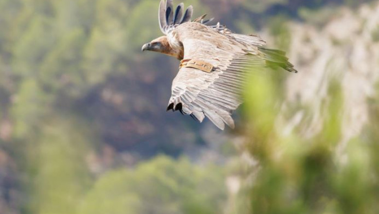 vulturul sur disparut de peste jumatate de secol in romania va fi readus in muntii fagaras 69181c16bf703