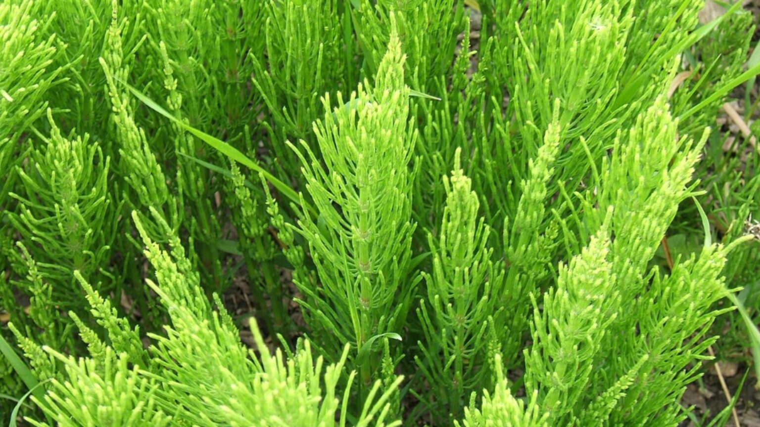 aparatorul legumelor planta care protejeaza gradina si are utilizari medicinale 694304be86ca5