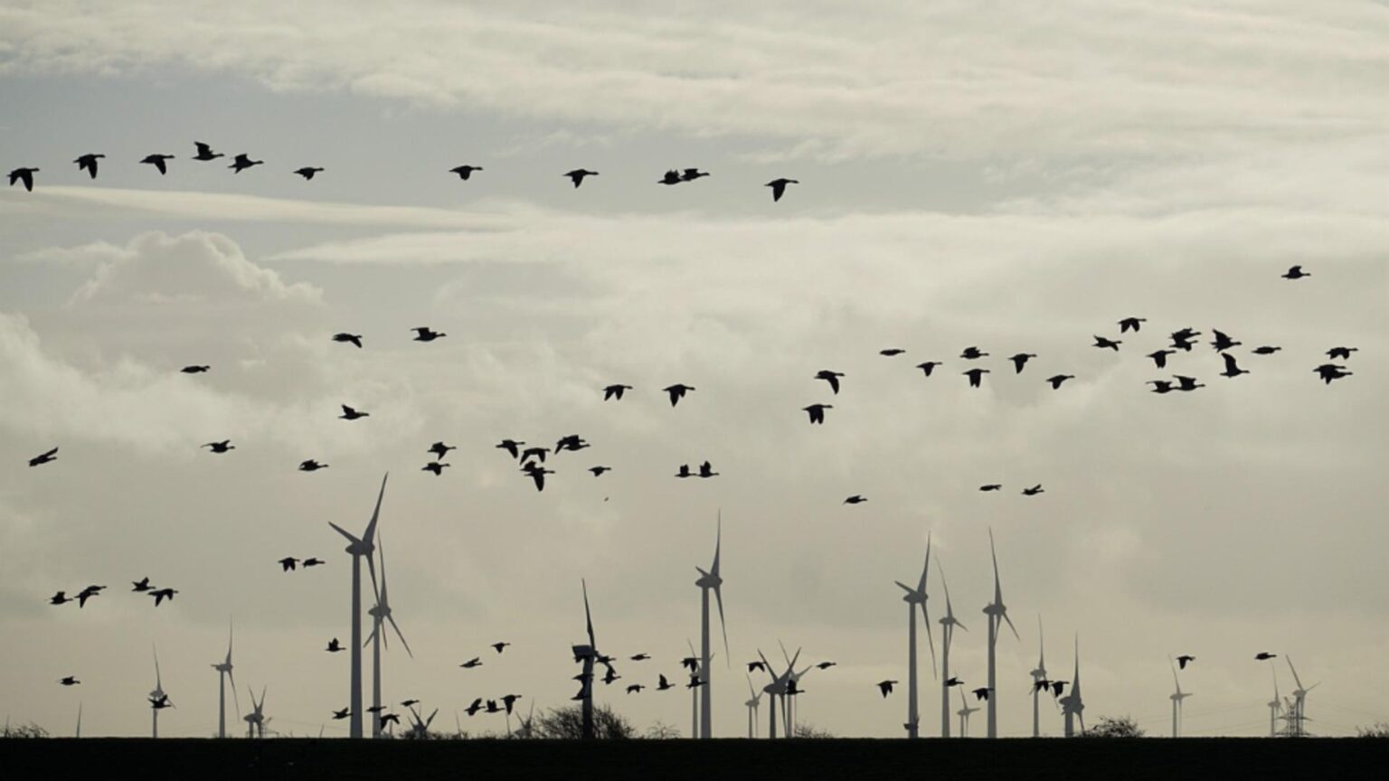 braconaj de pasari salbatice descoperit de jandarmi in prahova le ademeneau cu dispozitive radio si vergele unse cu clei 6954363b1d0aa