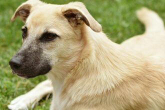 ce boala poti contacta de la cainele tau simptome de luat in seama 69366472e86ad