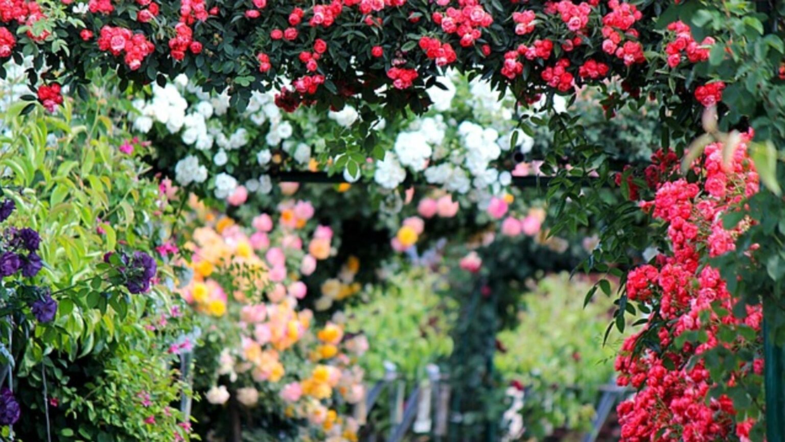 cum protejezi trandafirii iarna trebuie sau nu sa ii acoperi recomandarile gradinarilor cu experienta 6942be5a122a5