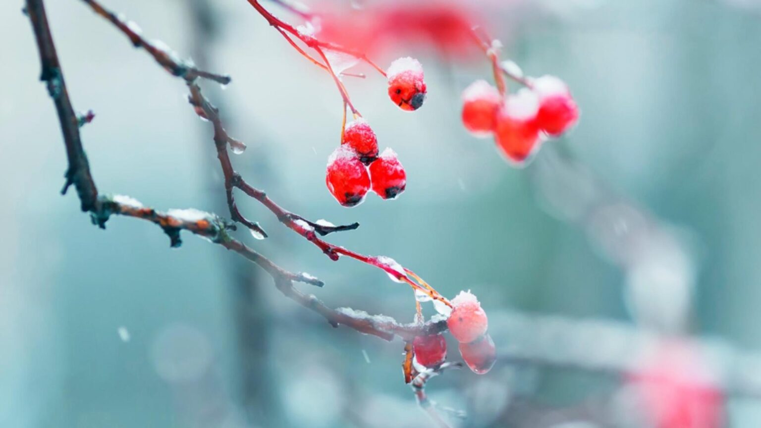 decembrie capricios temperaturi de pana la 14 grade apoi frig si precipitatii cand se schimba vremea 693fff8bf19ea