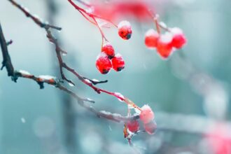 decembrie capricios temperaturi de pana la 14 grade apoi frig si precipitatii cand se schimba vremea 693fff8bf19ea