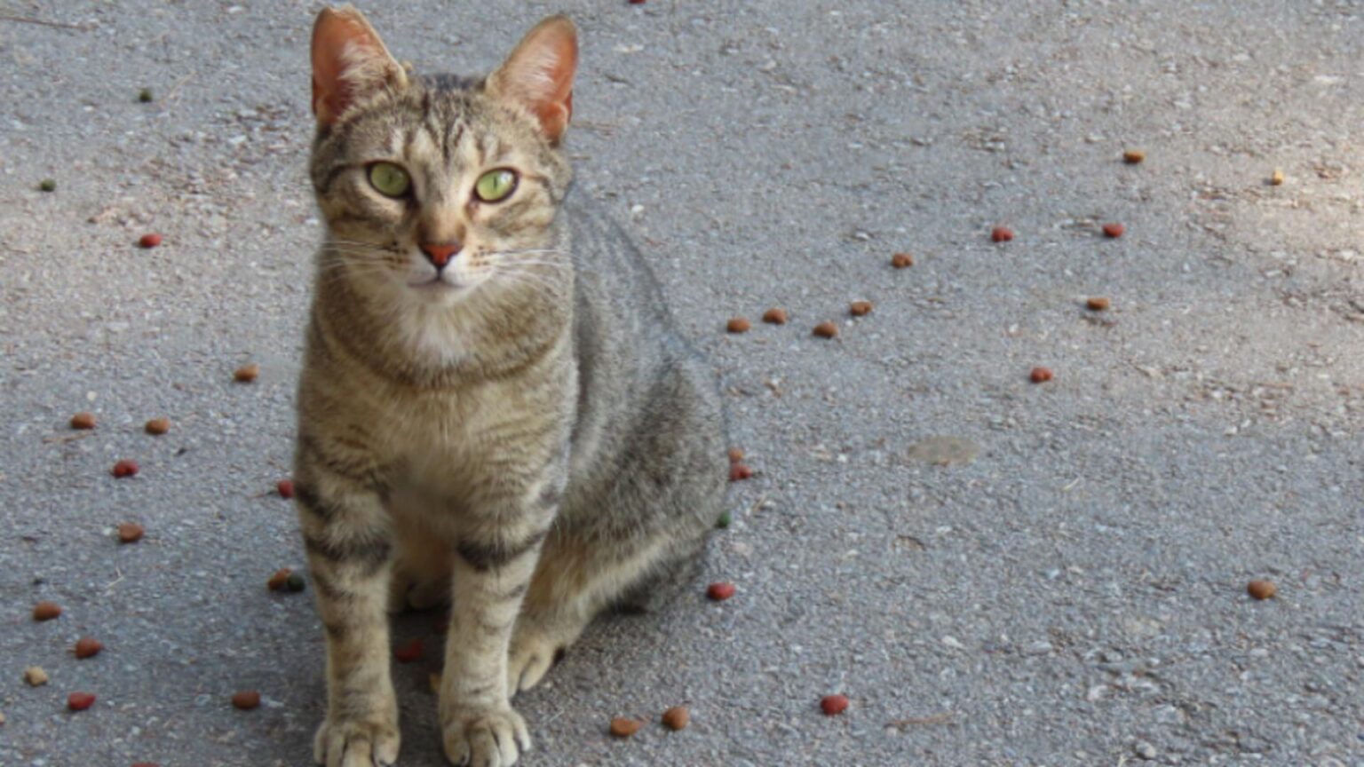 decizie care schimba viata pisicilor comunitare ce pot cere acum cetatenii din sectorul 2 6942d800dc00d