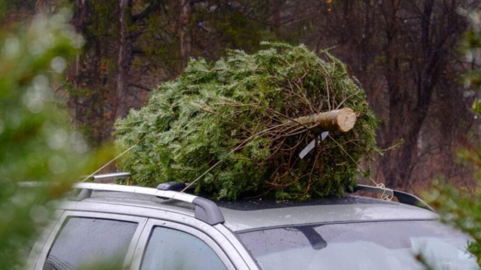 este legal sa transporti bradul de craciun cu masina ce sanctiuni risca romanii prinsi pe picior gresit 694017f69fa73