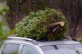 este legal sa transporti bradul de craciun cu masina ce sanctiuni risca romanii prinsi pe picior gresit 694017f69fa73