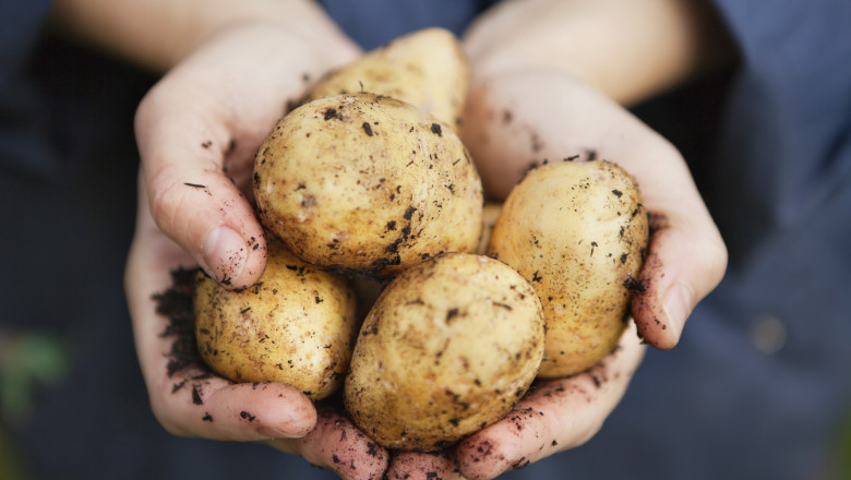 fermierii romani care cultiva cartofi pot primi finantare de pana la 2 milioane de euro proiectele pot fi depuse din ianuarie 2026 6953eadaec2e5