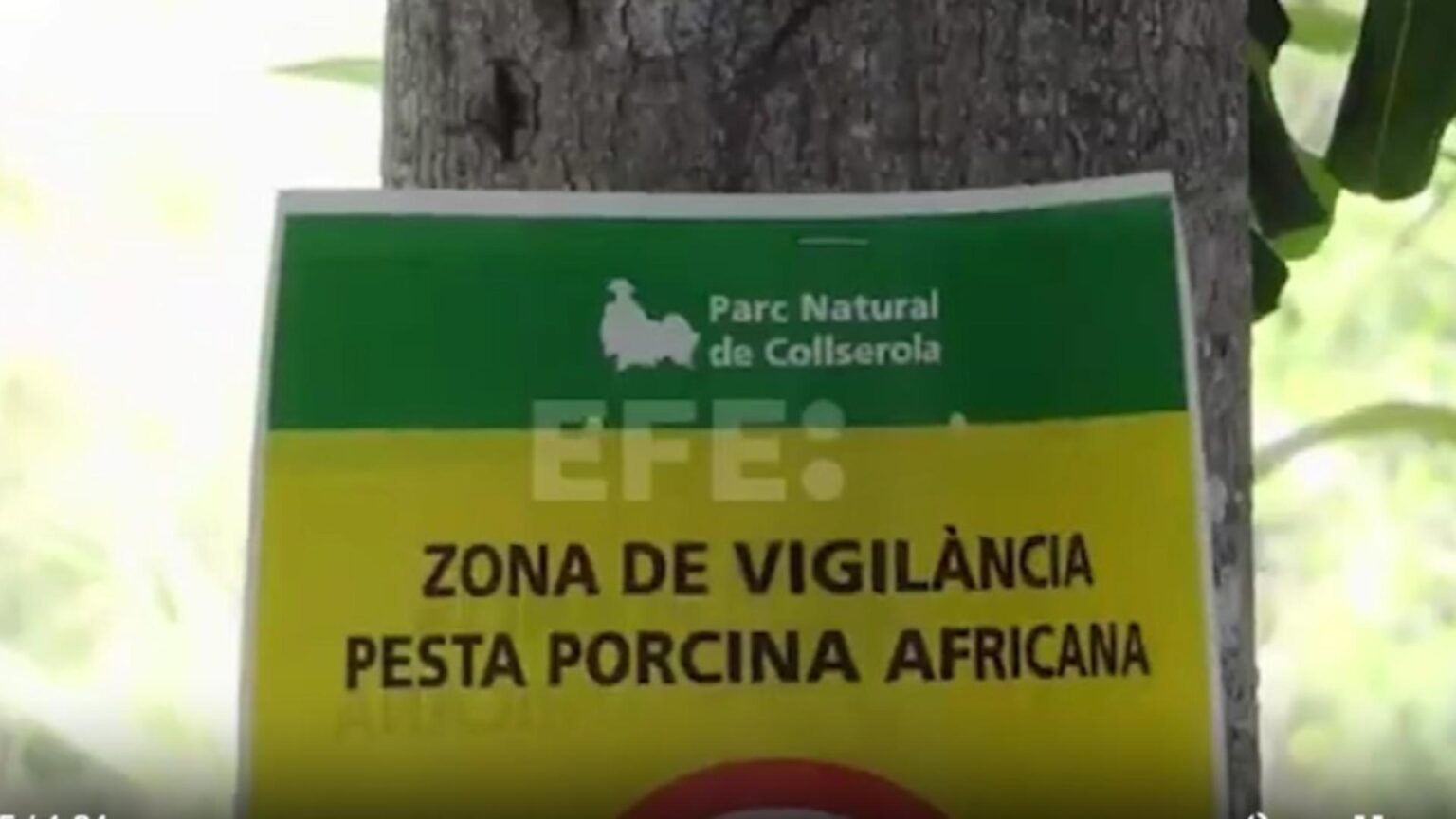 focar de pesta porcina in spania o treime din exporturi blocate 692ea23a22e02