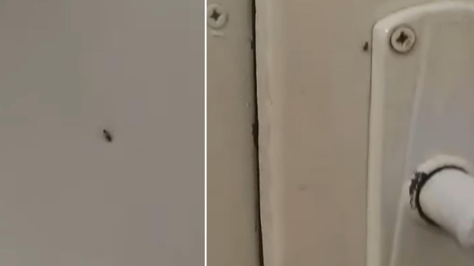 gandacii colcaie in voie in spitalul municipal sebes managerul sustine ca era doar un pui video 694419896aa24