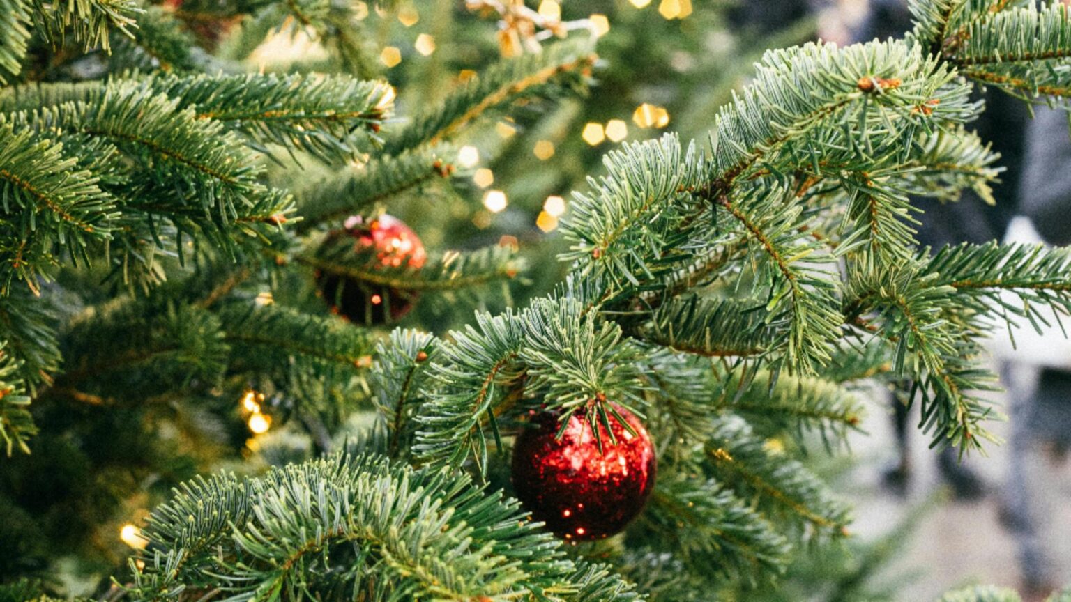 ghid complet cum sa iti pastrezi bradul de craciun verde si proaspat pe tot parcursul sarbatorilor 69386f24cc897