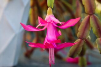 ingredientul din bucatarie care ajuta la fertilizarea craciunitei cactus va inflori din abundenta 6932b9e4e86e0