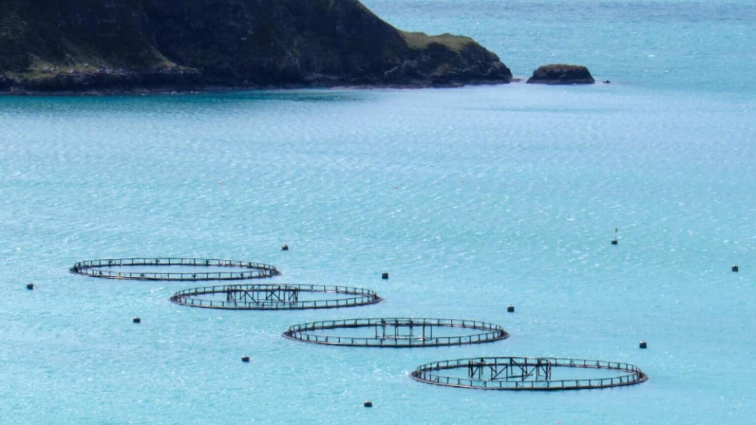 o tara din europa recruteaza masiv angajati fara experienta salarii de peste 3 000 de euro pentru munca in fermele de somon 692dc98748d8e