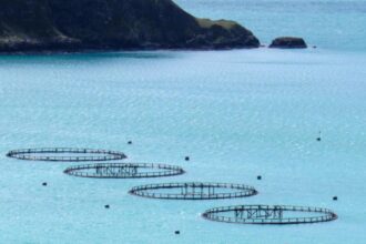 o tara din europa recruteaza masiv angajati fara experienta salarii de peste 3 000 de euro pentru munca in fermele de somon 692dc98748d8e