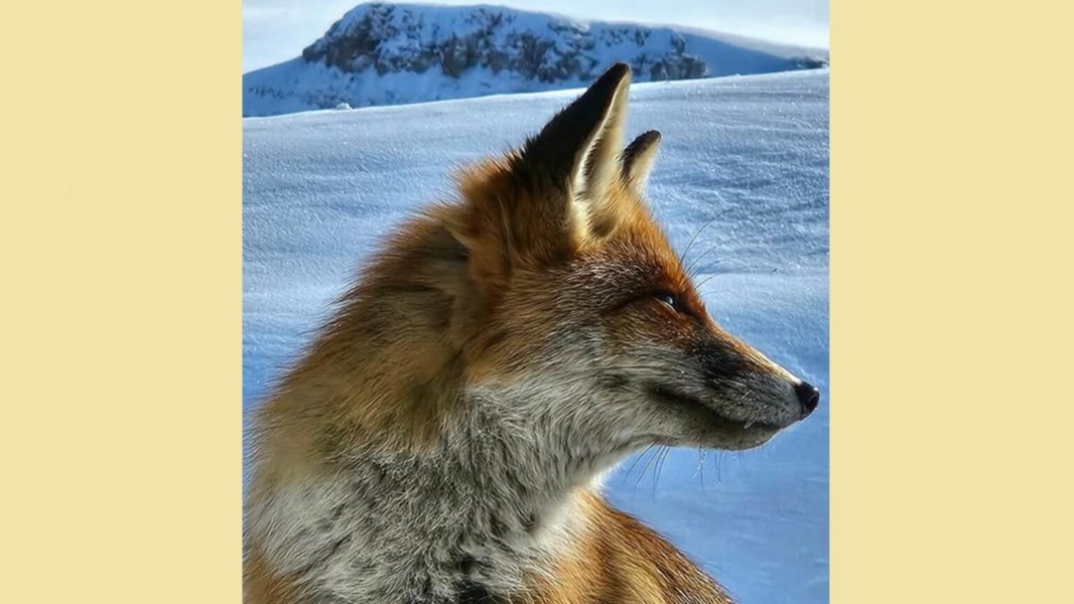 oaspeti surpriza pe varful omu meteorologii de la cea mai inalta asezare din romania au parte de companioni simpatici 694bba9addd2e